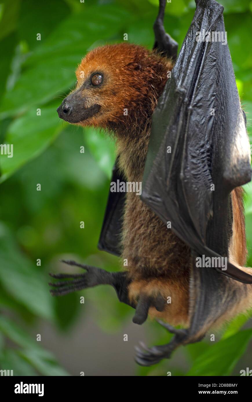 Bat aux fruits mauriciens (Pteropus niger) en voie de disparition dans un centre de réhabilitation géré par la Fondation mauricienne pour la vie sauvage. Banque D'Images