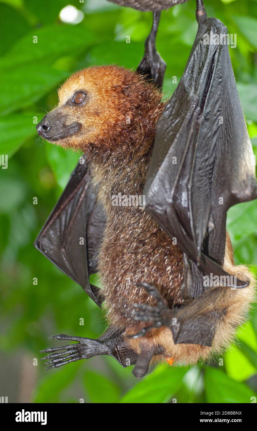 Bat aux fruits mauriciens (Pteropus niger) en voie de disparition dans un centre de réhabilitation géré par la Fondation mauricienne pour la vie sauvage. Banque D'Images