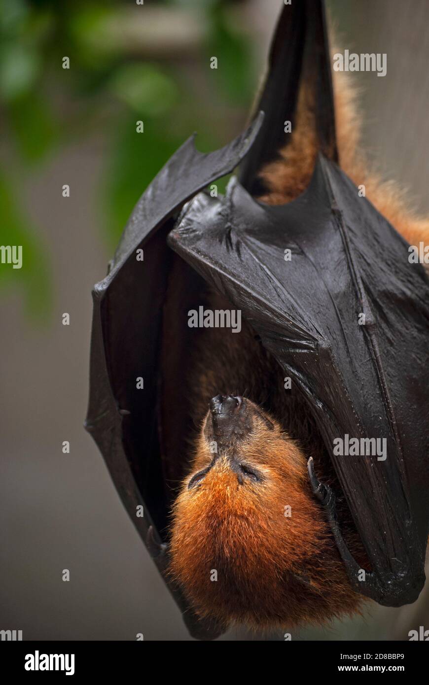 Bat aux fruits mauriciens (Pteropus niger) en voie de disparition dans un centre de réhabilitation géré par la Fondation mauricienne pour la vie sauvage. Banque D'Images