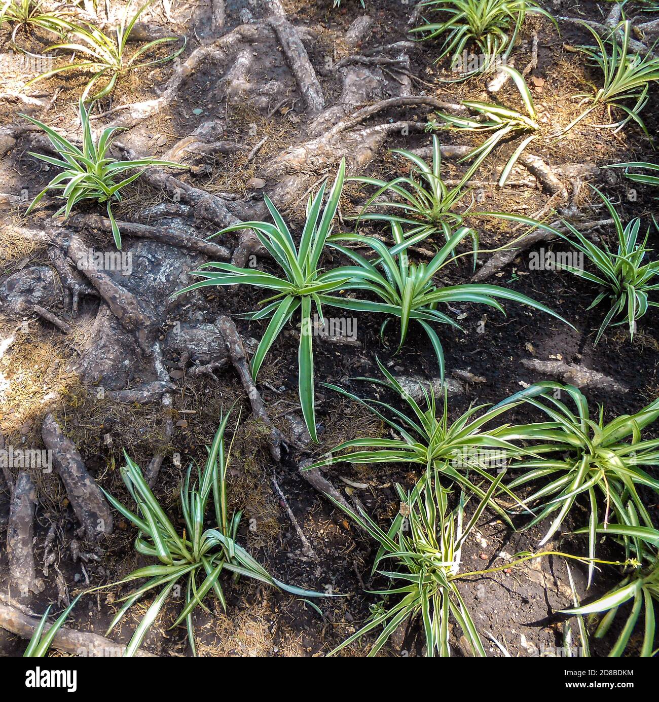 Plantes d'araignée parmi les racines d'arbre Banque D'Images