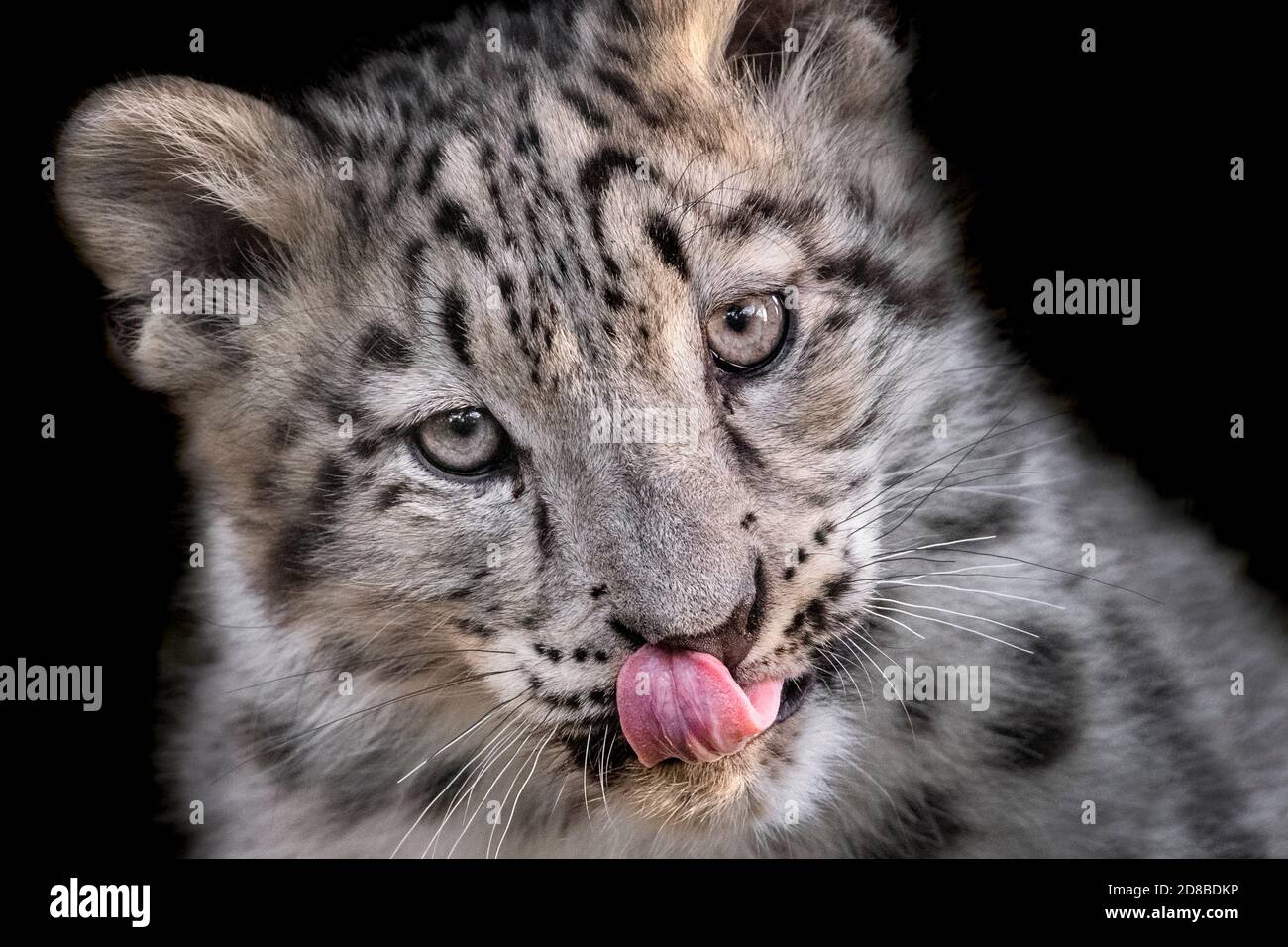 cub de léopard des neiges de trois mois, avec langue sortie Banque D'Images