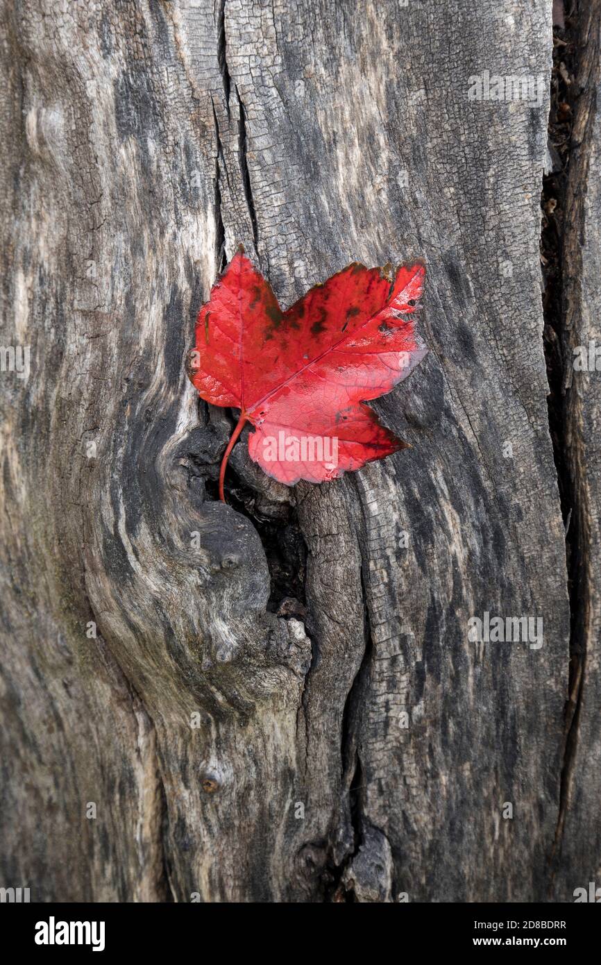 En automne, une feuille rouge s'étend sur un tronc d'arbre à l'arboretum Finch, à Spokane, Washington, États-Unis. Banque D'Images