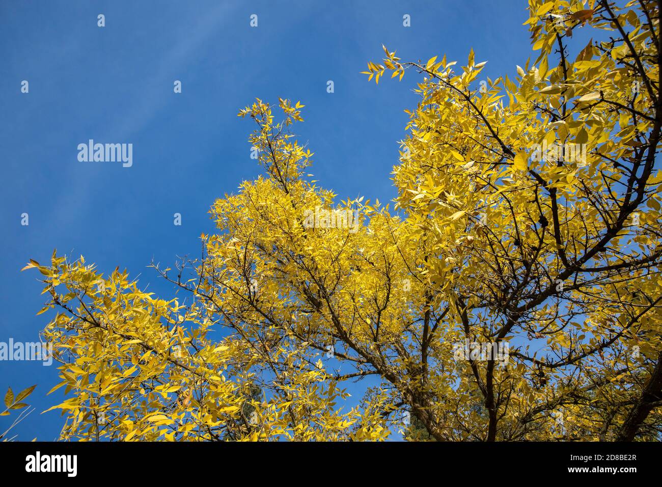 Des feuilles jaunes d'automne se sont envoler contre un ciel bleu à l'arboretum Finch à Spokane, Washington, États-Unis. Banque D'Images