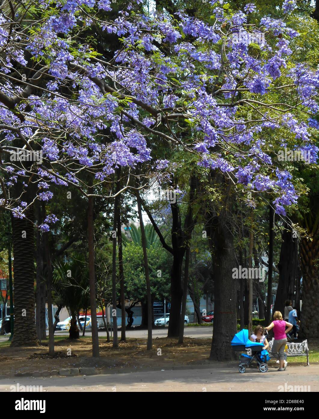 Femmes avec pram dans le parc avec des arbres Jacaranda Banque D'Images