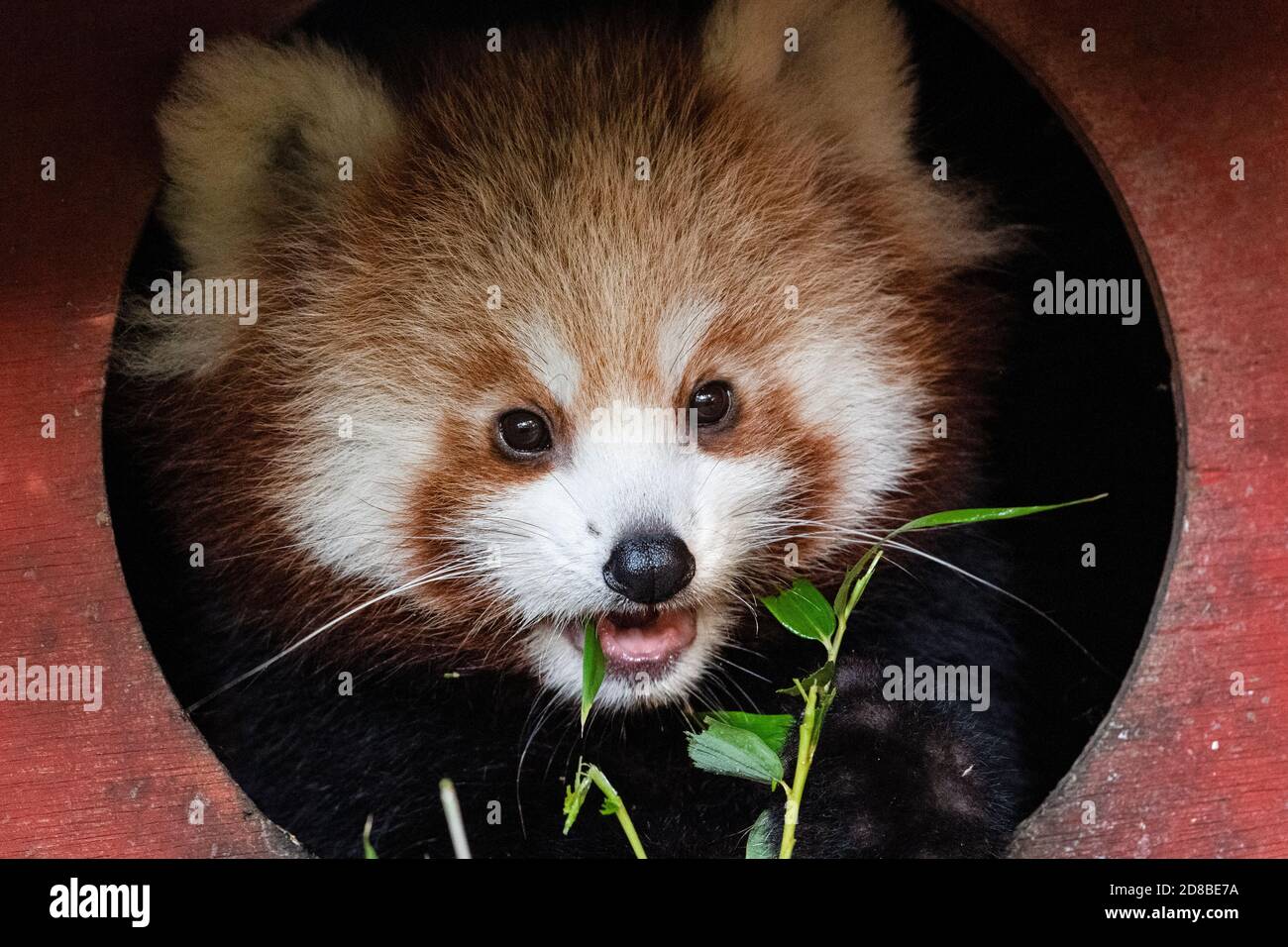 Panda rouge (gros plan) Banque D'Images