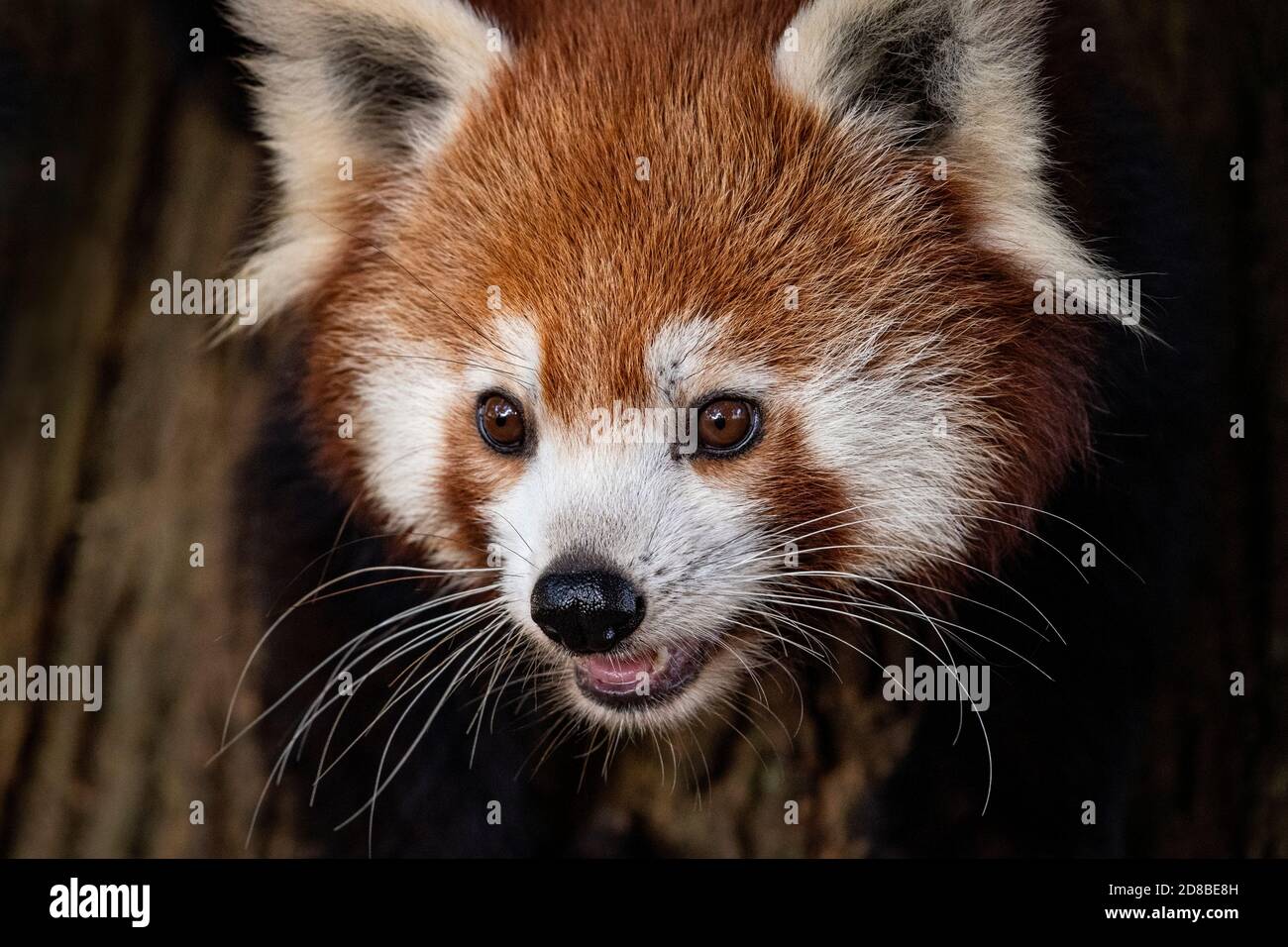 Panda rouge (gros plan) Banque D'Images