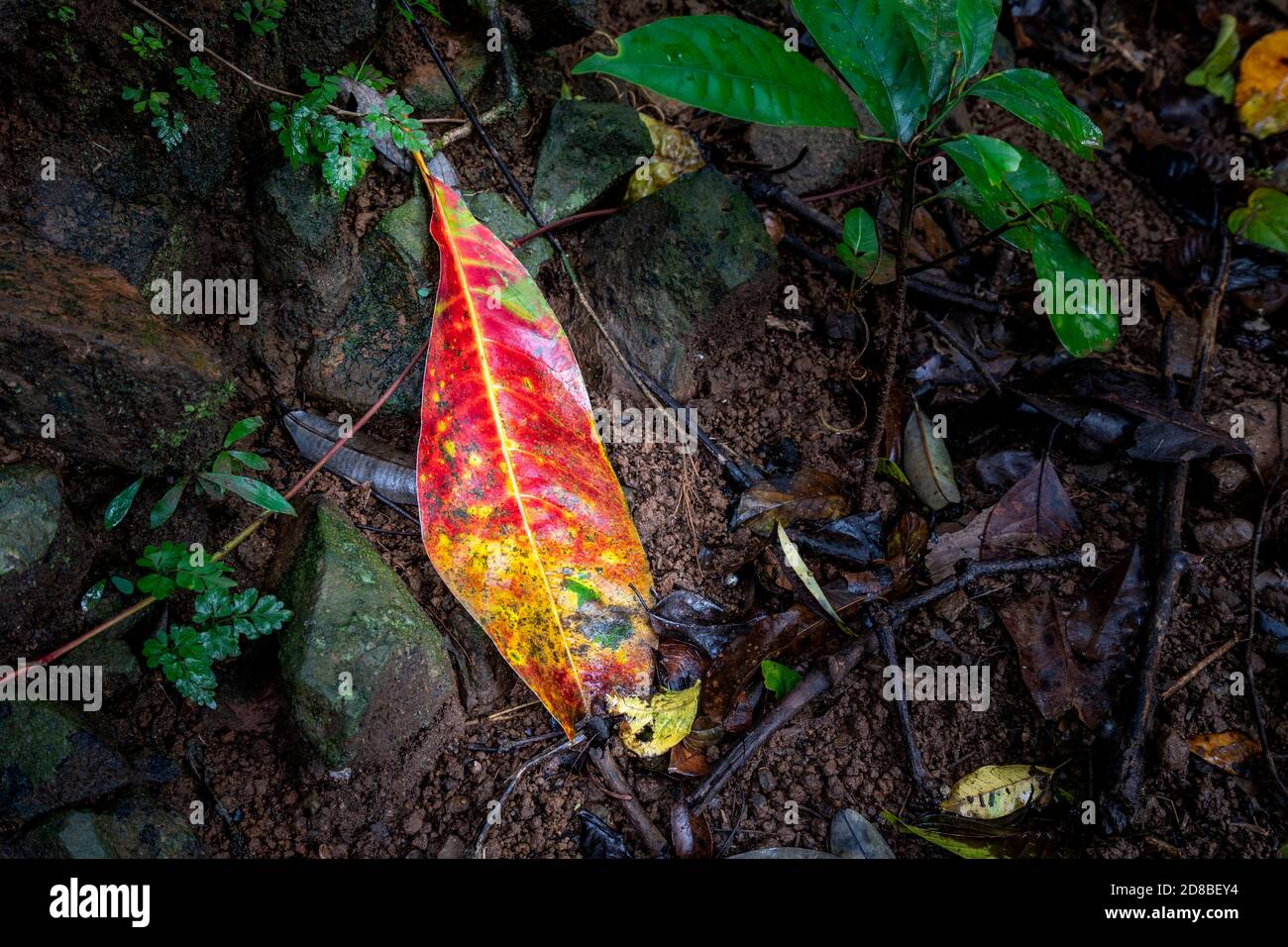 Feuilles rouges et jaunes sur le sol de la forêt tropicale Banque D'Images