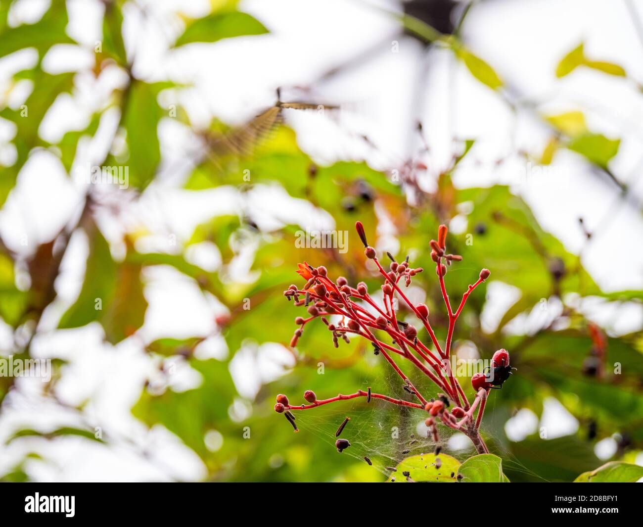 Hamelia patens, plante avec des branches rouges pleines de Web Spider Banque D'Images