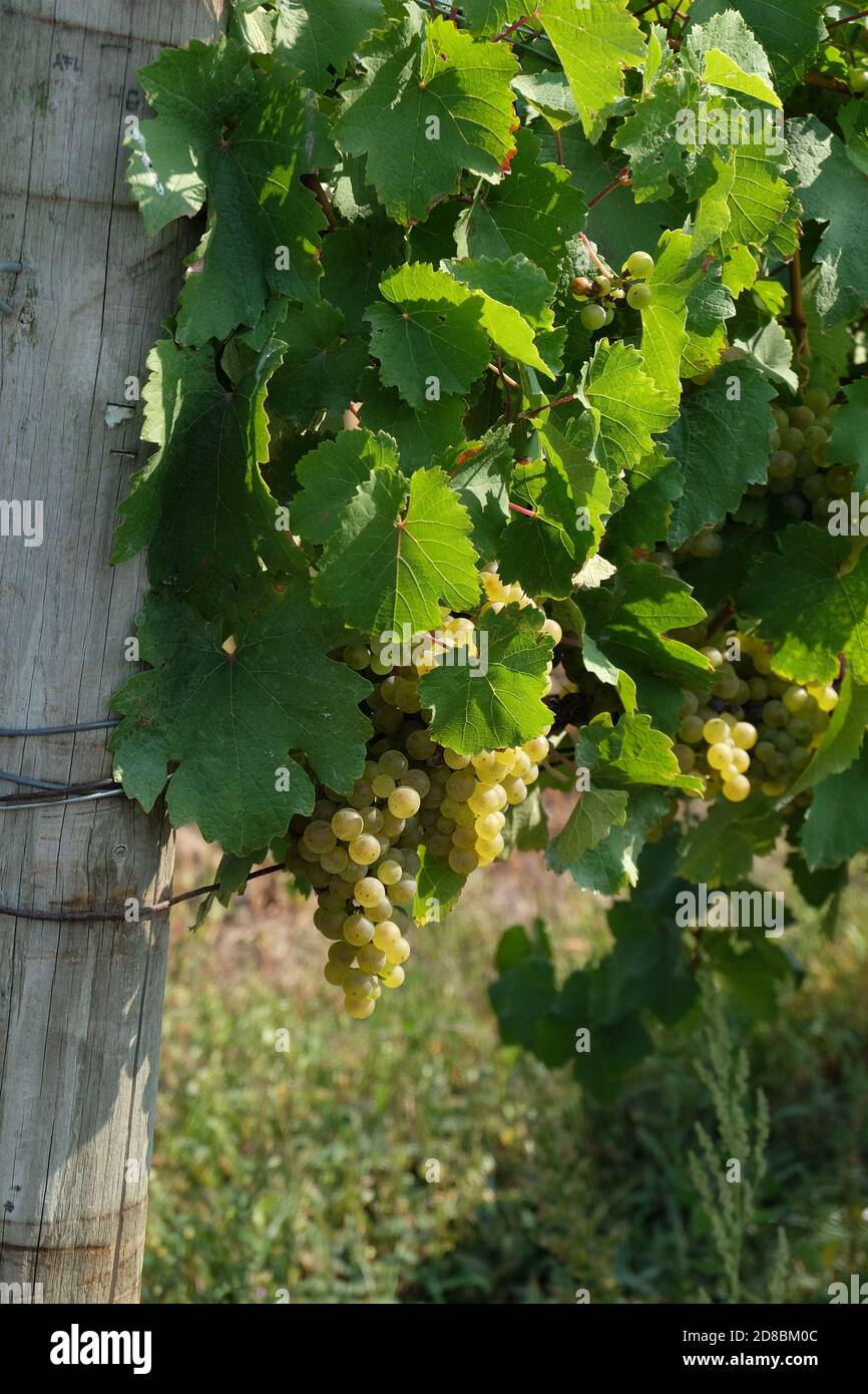 Fingerlakes, New York cave de vinification à l'automne 2020 Banque D'Images