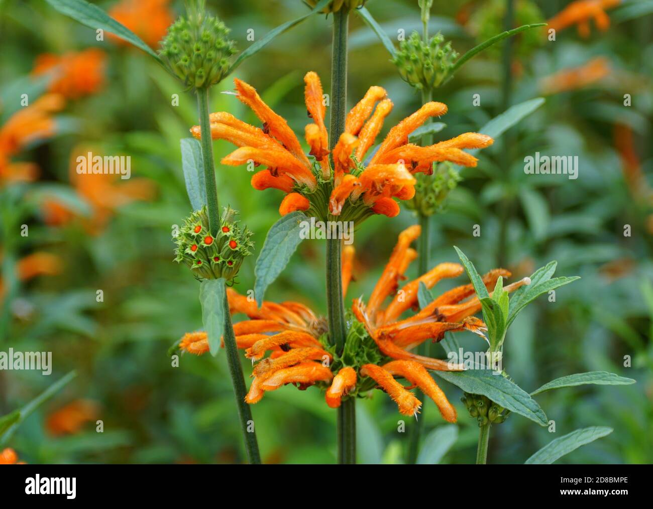 Belles fleurs orange de la queue du lion, une vivace verticale Photo Stock  - Alamy