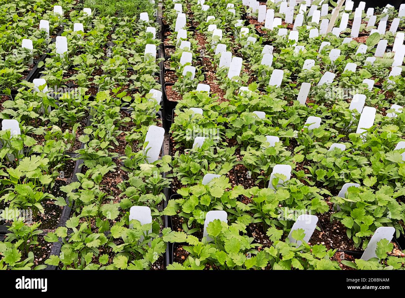 Rangées de plantes de coriandre dans des pots avec des étiquettes Banque D'Images