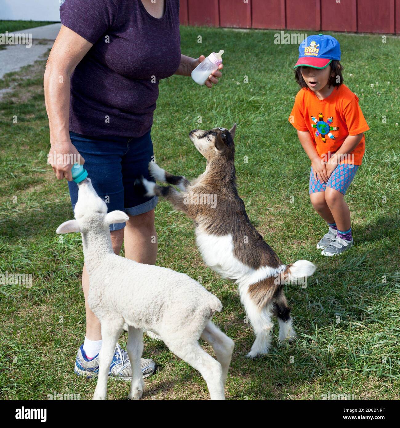 Les animaux et les humains interagissent à la ferme de Sturgeon Bay, Wisconsin, États-Unis. Banque D'Images