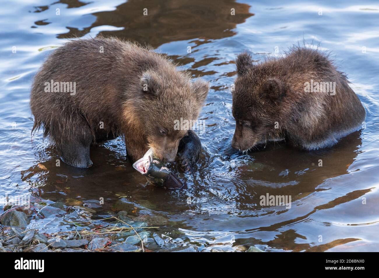Deux petits ours bruns Kamchatka pêchant du saumon rouge dans la rivière pendant le frai, mangent-les en se tenant dans l'eau. Animaux sauvages enfants d'habitude naturelle Banque D'Images