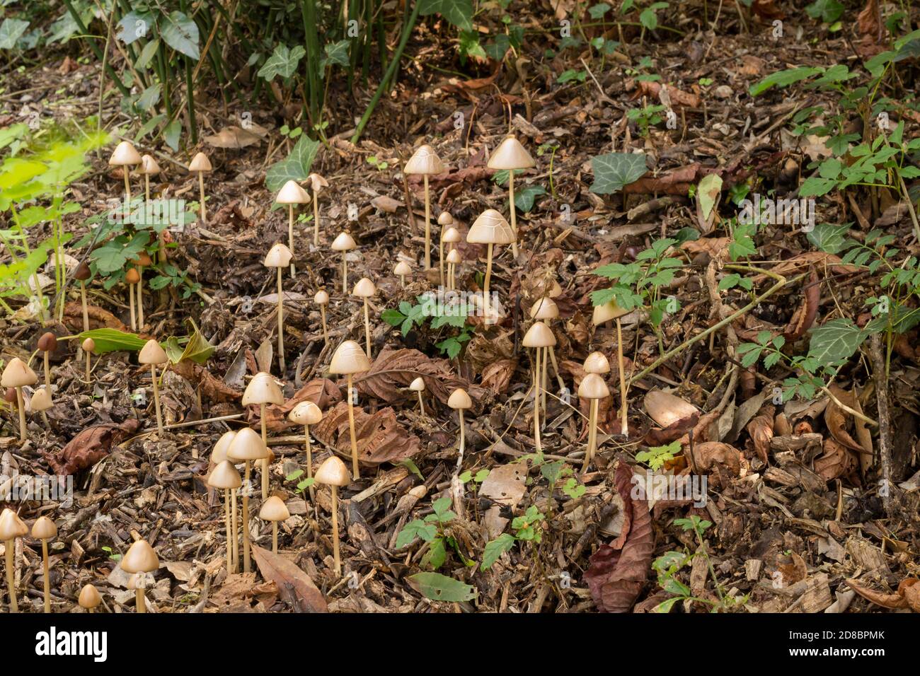 Un groupe du groupe de champignons possiblement Bolbitius dont il existe environ 54 espèces valides connues. Banque D'Images