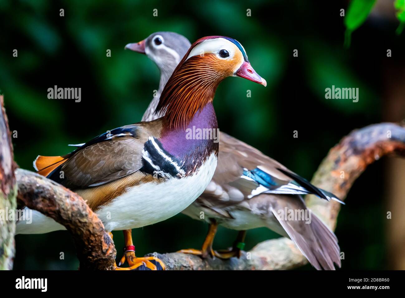 Canard mandarin (Aix galericulata) Banque D'Images