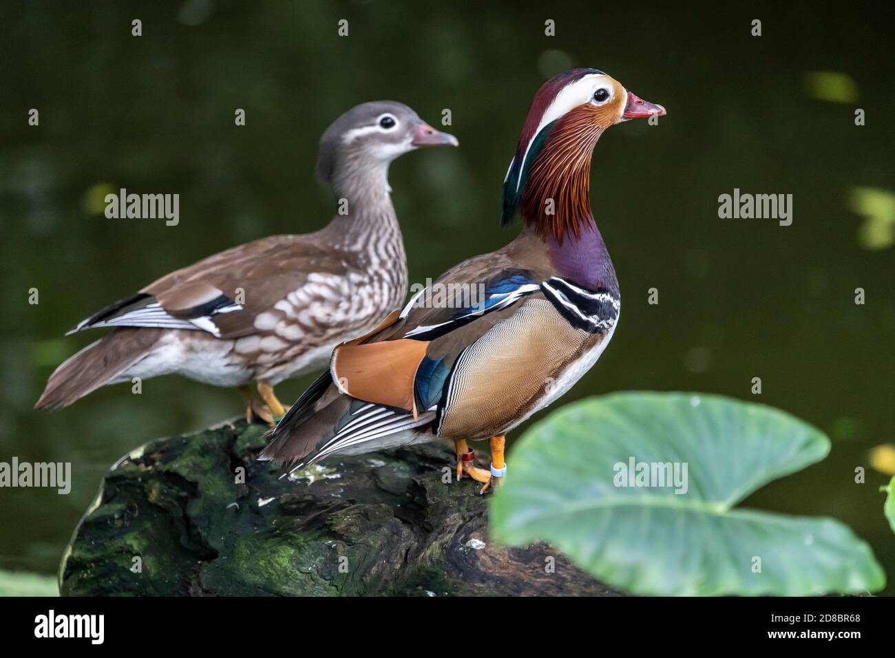 Canard mandarin (Aix galericulata) Banque D'Images