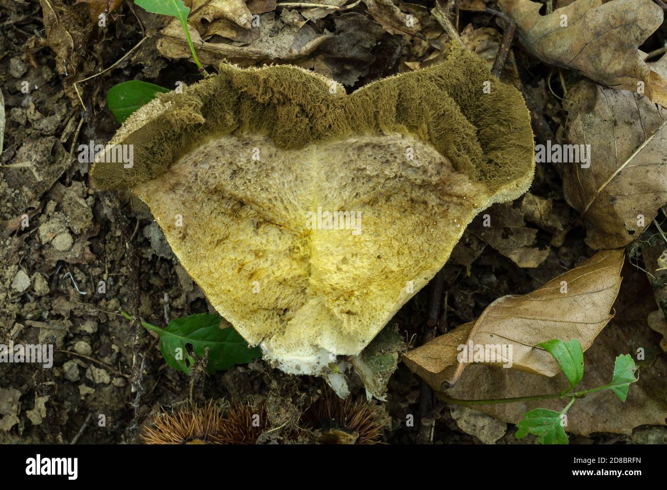 La boule de lait ou le perlatum du lycoperdon s'ouvre pour montrer l'intérieur jaune-blanc et la zone gris-vert des spores en attente de s'échapper. Banque D'Images