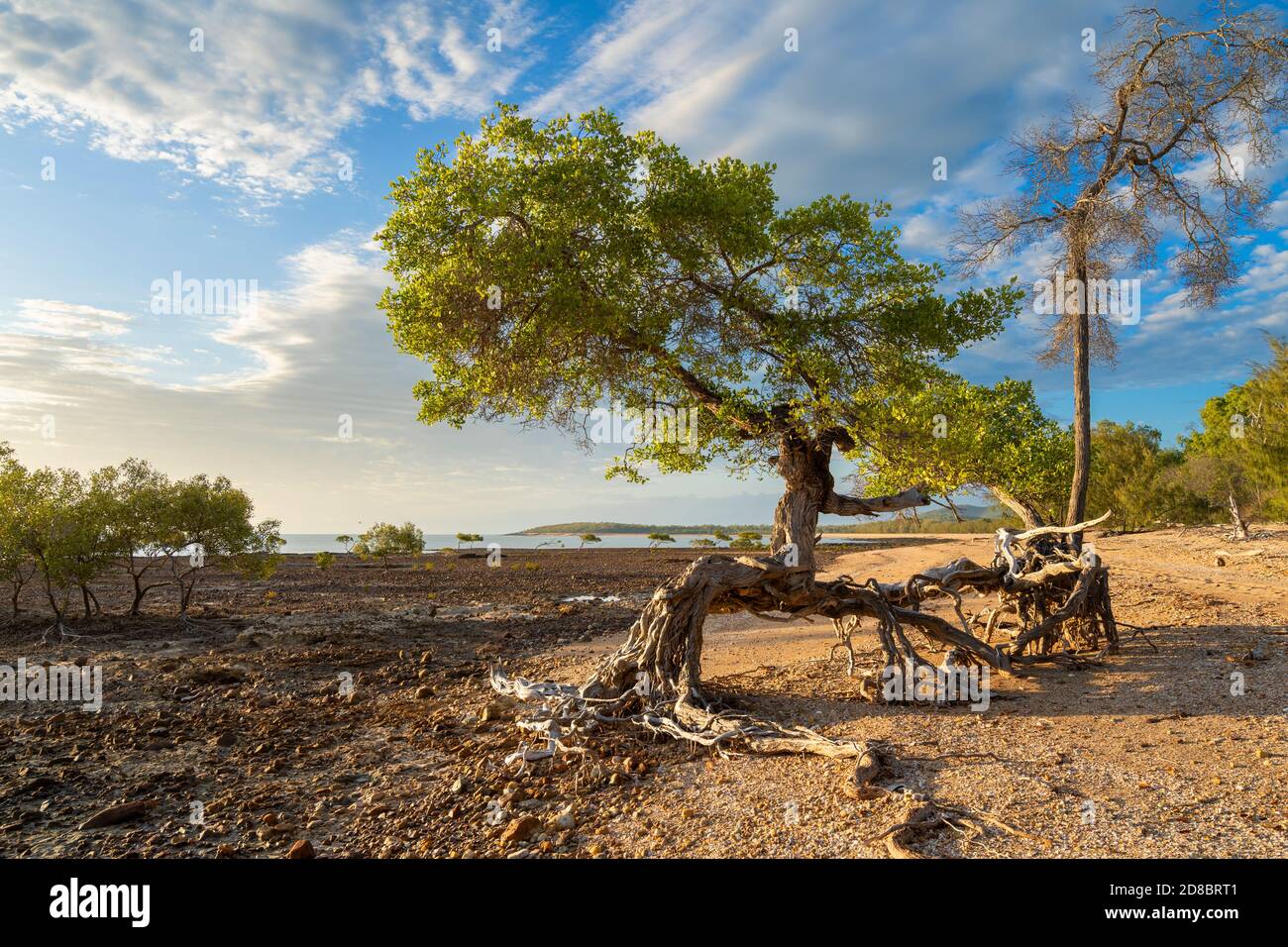 Racines de mangrove exposées en raison de l'évolution des conditions de la plage, Clairview, Central Queensland, Australie Banque D'Images
