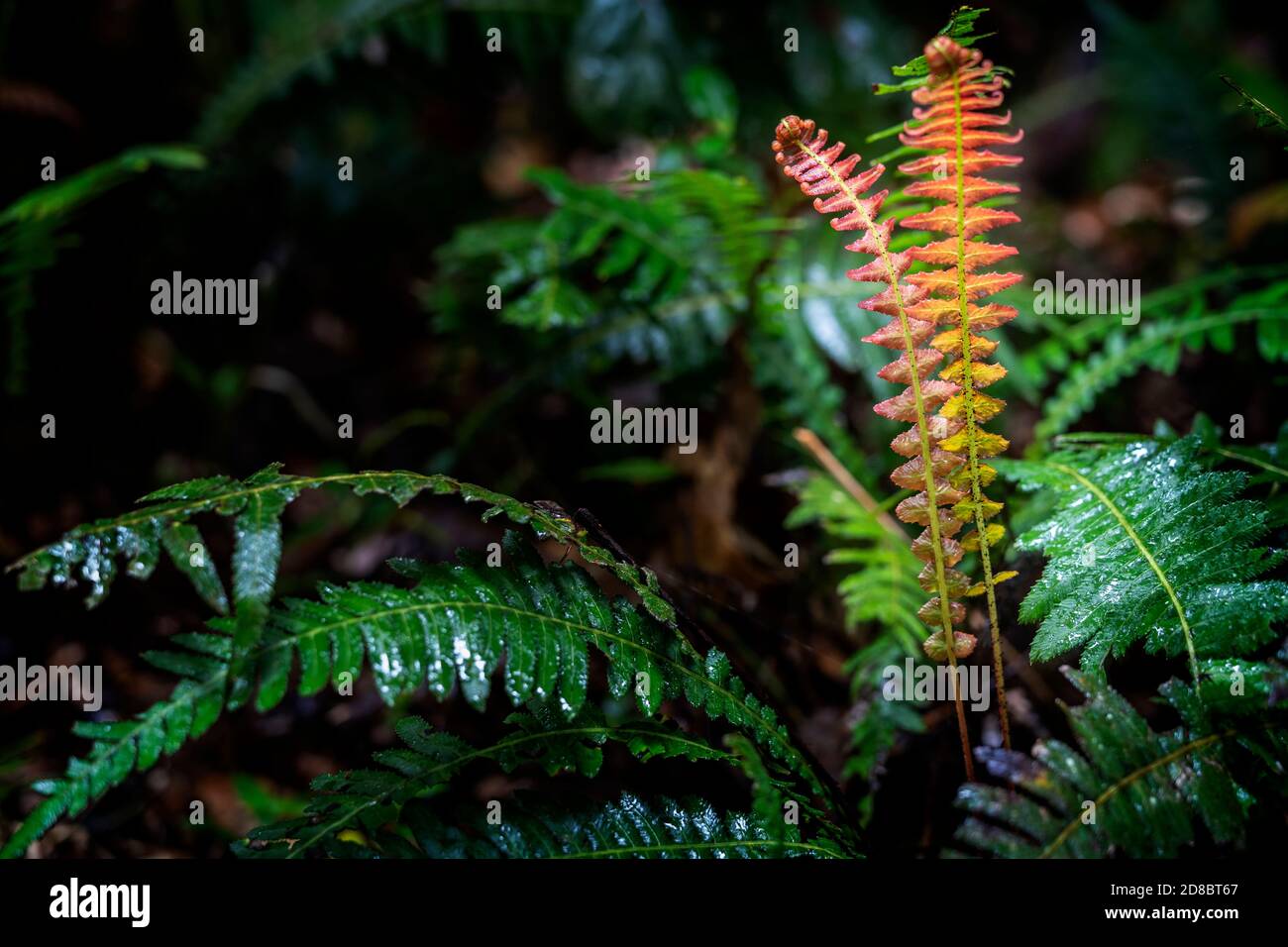 Nouvelles feuilles de fougères qui poussent sur le sol de la forêt tropicale, parc national d'Eungella, Queensland du Nord, Australie Banque D'Images