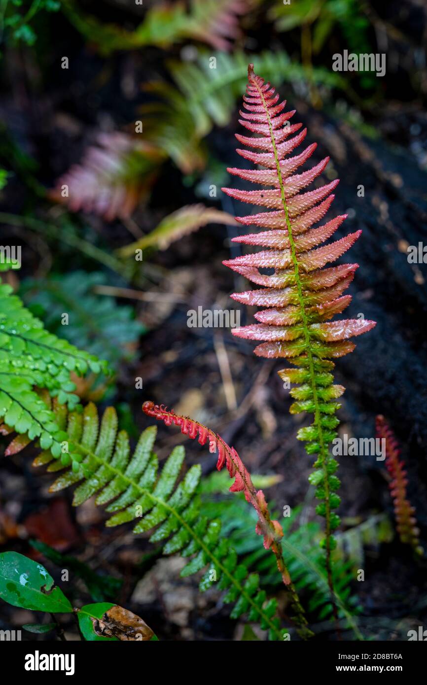 Nouvelles feuilles de fougères qui poussent sur le sol de la forêt tropicale, parc national d'Eungella, Queensland du Nord, Australie Banque D'Images