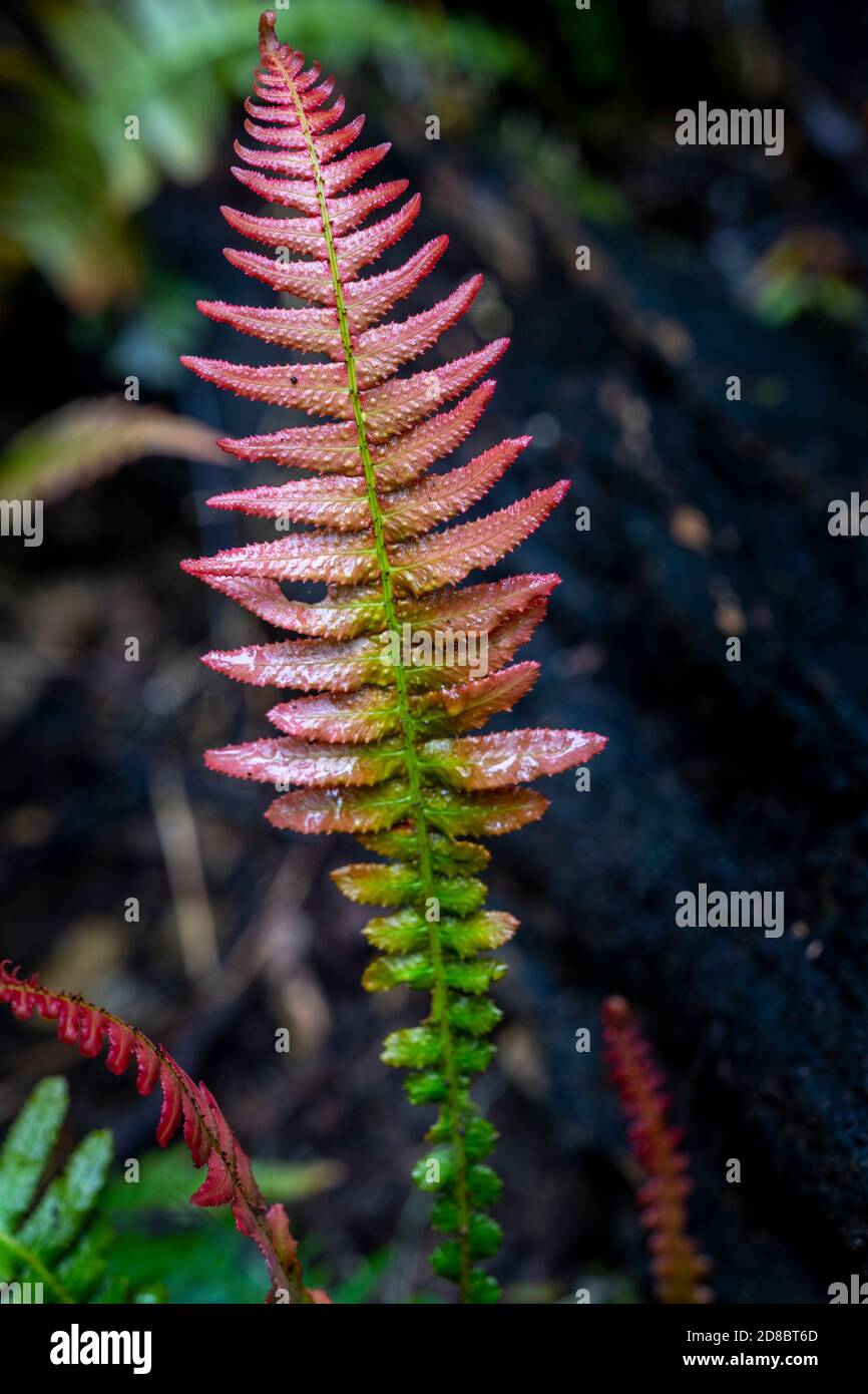 Nouvelles feuilles de fougères qui poussent sur le sol de la forêt tropicale, parc national d'Eungella, Queensland du Nord, Australie Banque D'Images