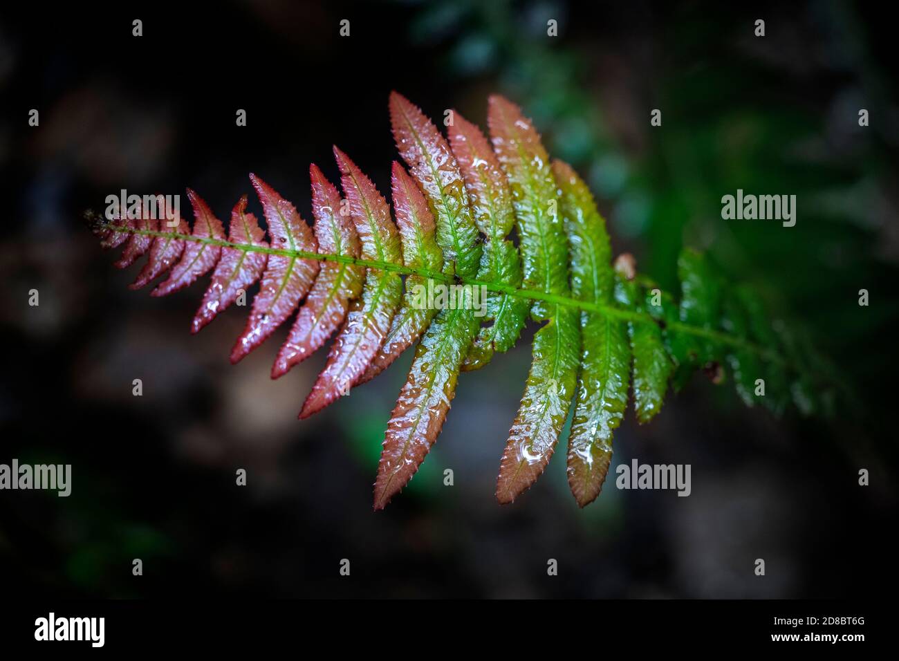 Nouvelles feuilles de fougères qui poussent sur le sol de la forêt tropicale, parc national d'Eungella, Queensland du Nord, Australie Banque D'Images