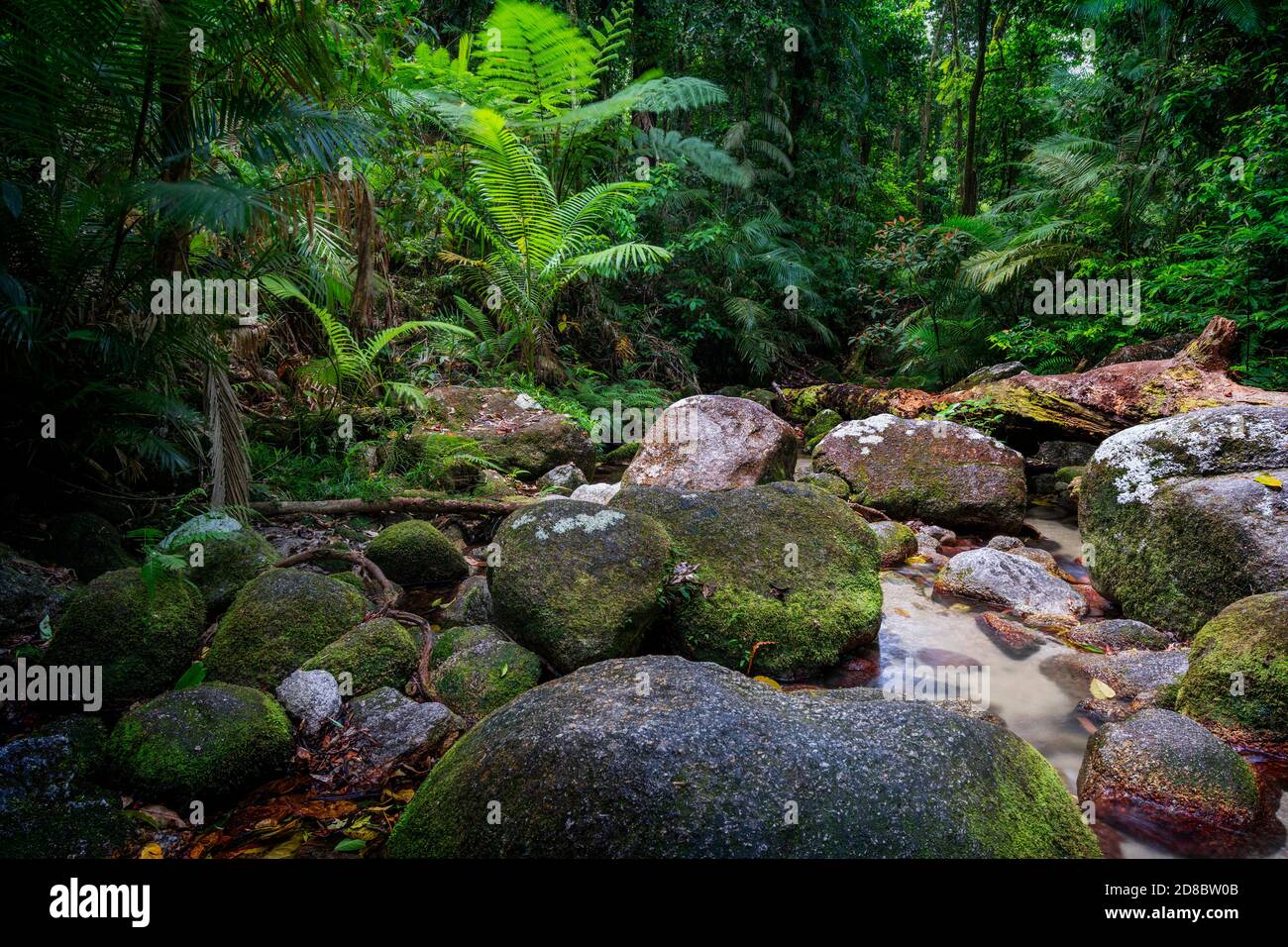 Ruisseau de montagnes aux eaux cristallines, Mossman gorge, nord du Queensland Banque D'Images