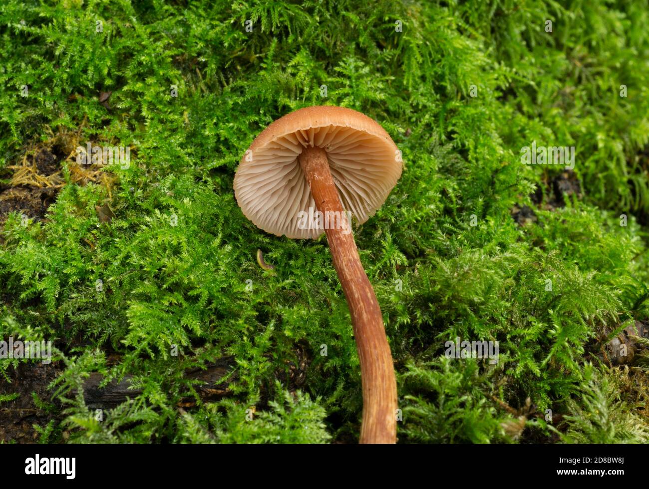 Le capuchon et la tige du champignon du décicepteur ou Laccaria laccata Banque D'Images