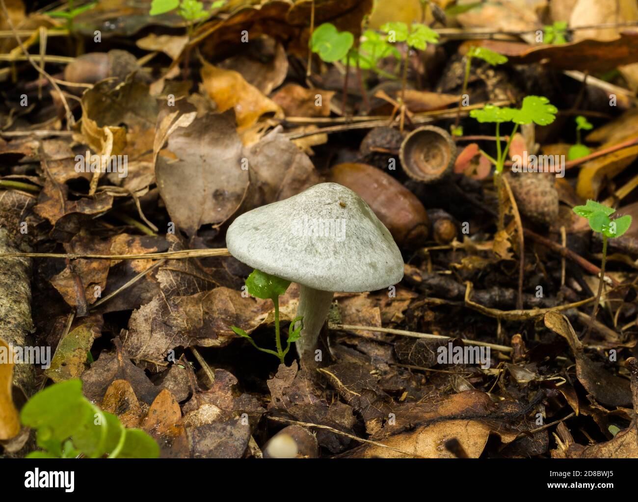 Le tabouret d'anis ou le champignon d'odora de clitocybe sur un sol humide de la forêt. Banque D'Images