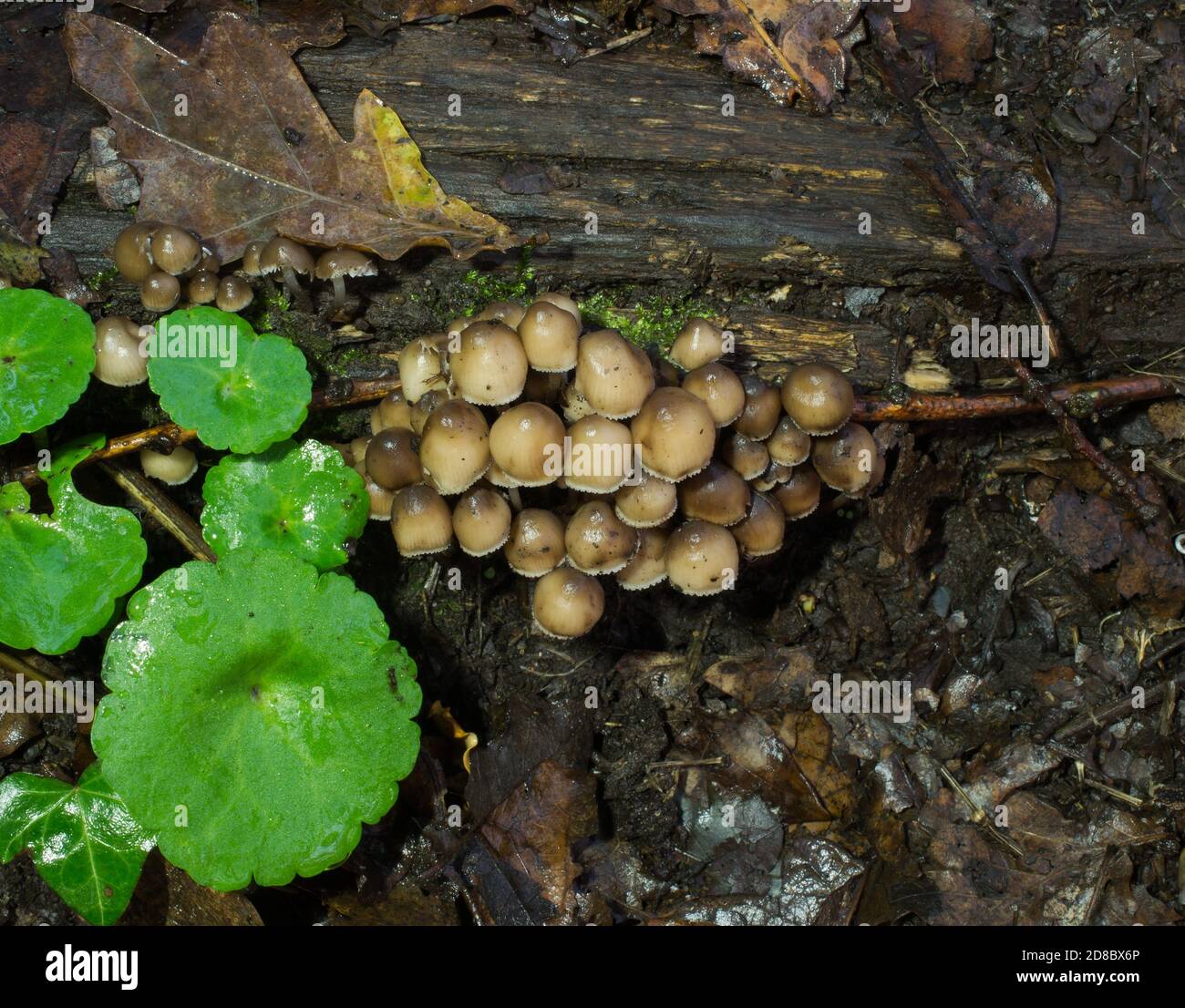 Un des champignons du groupe Psathyrella, probablement Psathyrella piliformis pousse à la base d'un arbre parmi la litière de feuilles humides. Banque D'Images