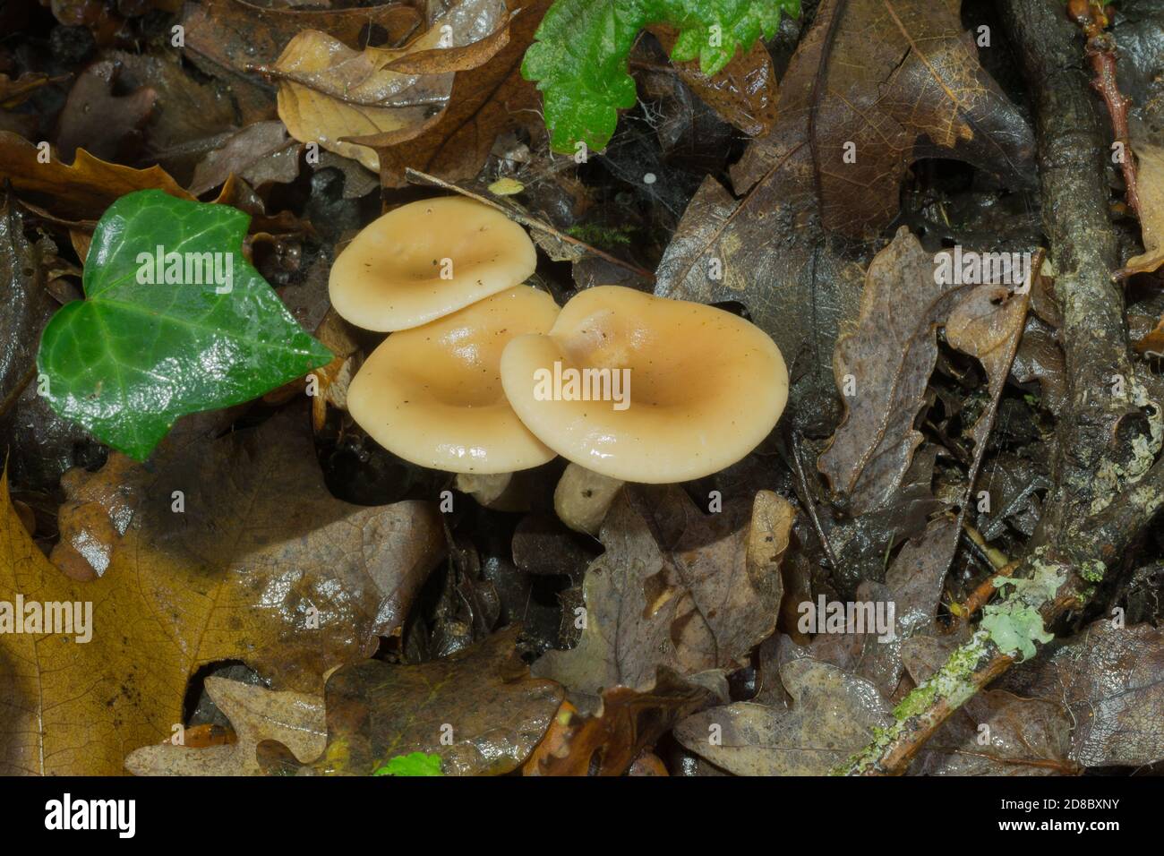 Un groupe de champignons immatures de fonnelcap ou infundibulicybe gibba poussant sur le bois mort. Banque D'Images