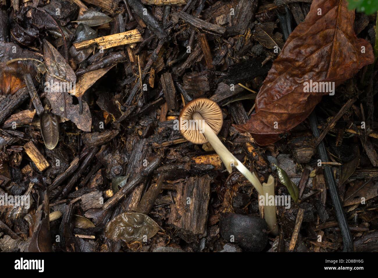 Le dessous de la casquette Liberty ou psilocybe semilanceata. Banque D'Images