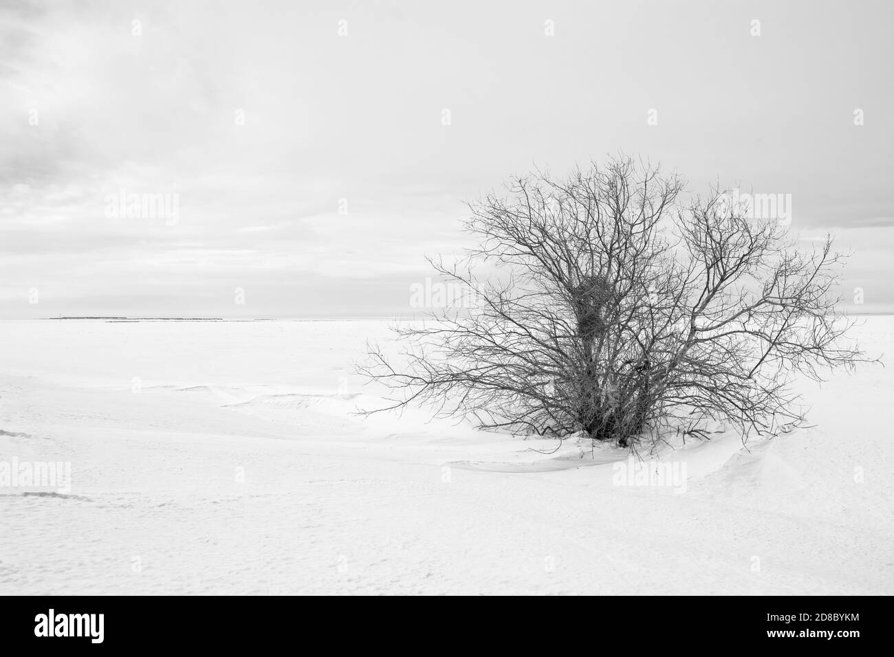 Paysage minimaliste d'hiver avec un buisson solitaire sans feuilles et un champ enneigé, espace de copie, gros plan Banque D'Images