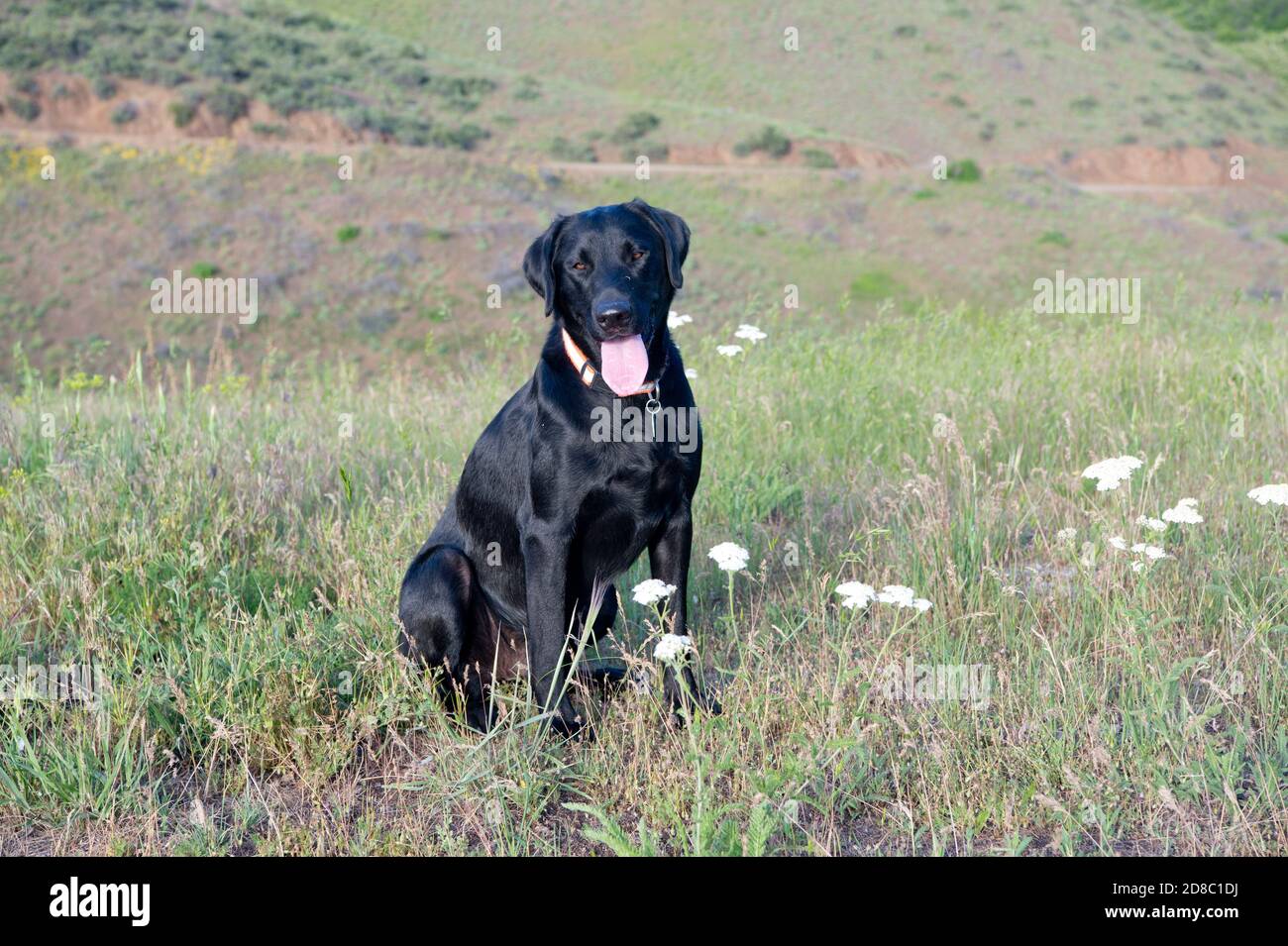 Black Labrador Retriever assis sur une colline herbeuse Banque D'Images