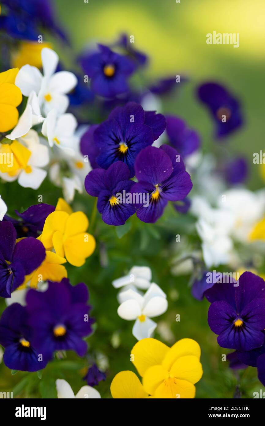 Plan vertical de fleurs violettes multicolores Banque D'Images