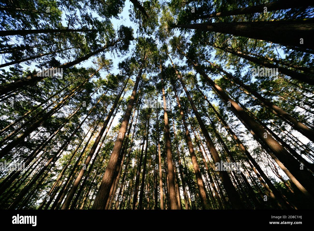 Les forêts côtières avec une végétation dense font de bons endroits à explorer qui sont humides, très calme, plein d'oiseaux et de sentiers tranquilles pour négocier la forêt. Banque D'Images