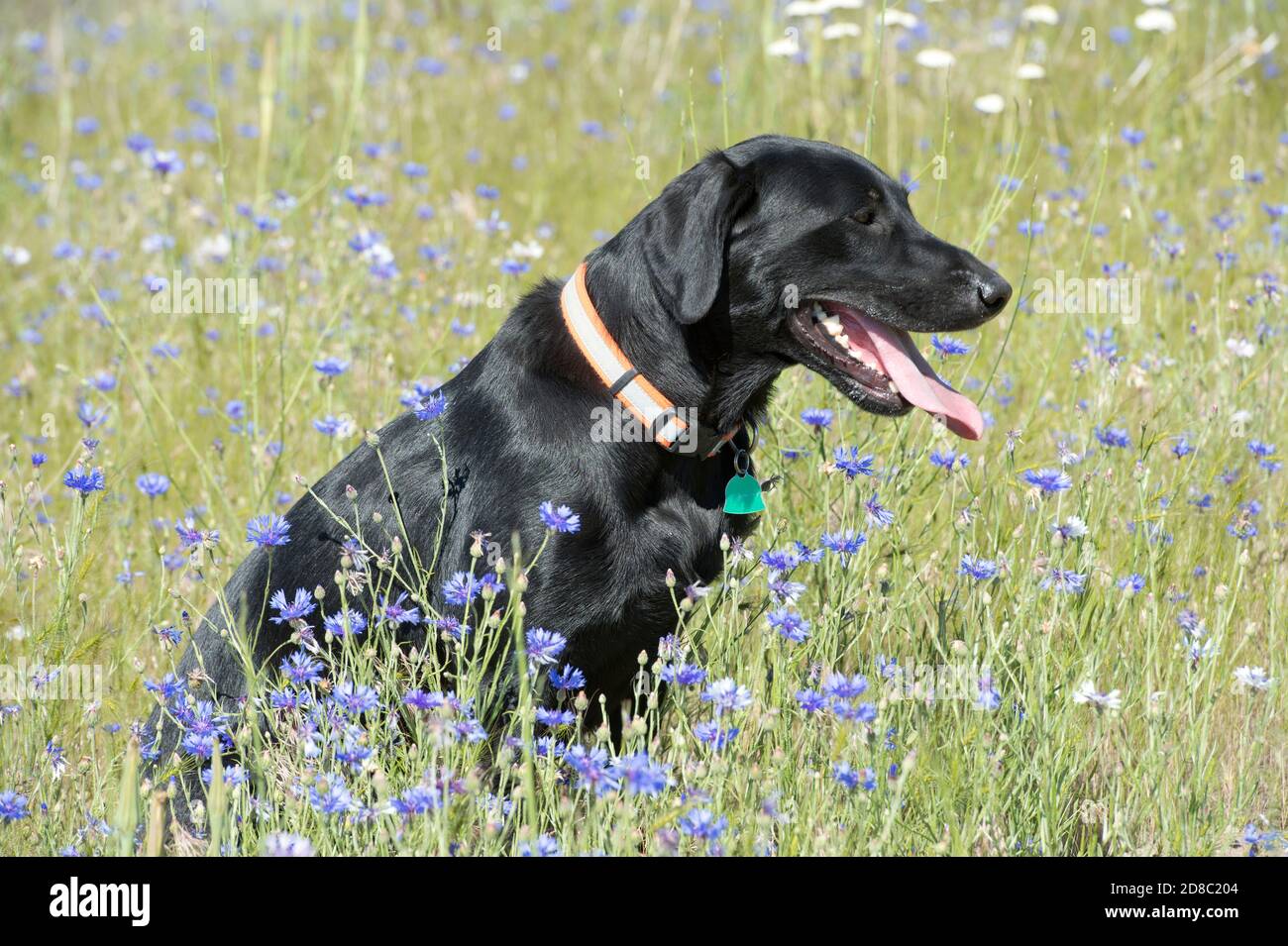 Black Labrador retriever assis dans un domaine de boutons de licence Banque D'Images