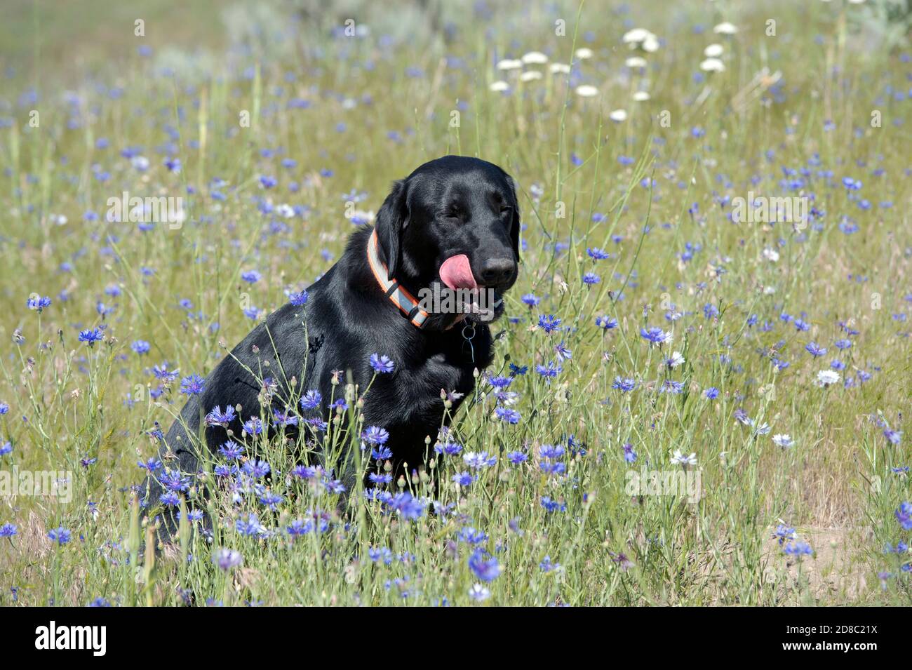 Black Labrador retriever léchant son museau tout en étant assis dans un champ des boutons de licence Banque D'Images
