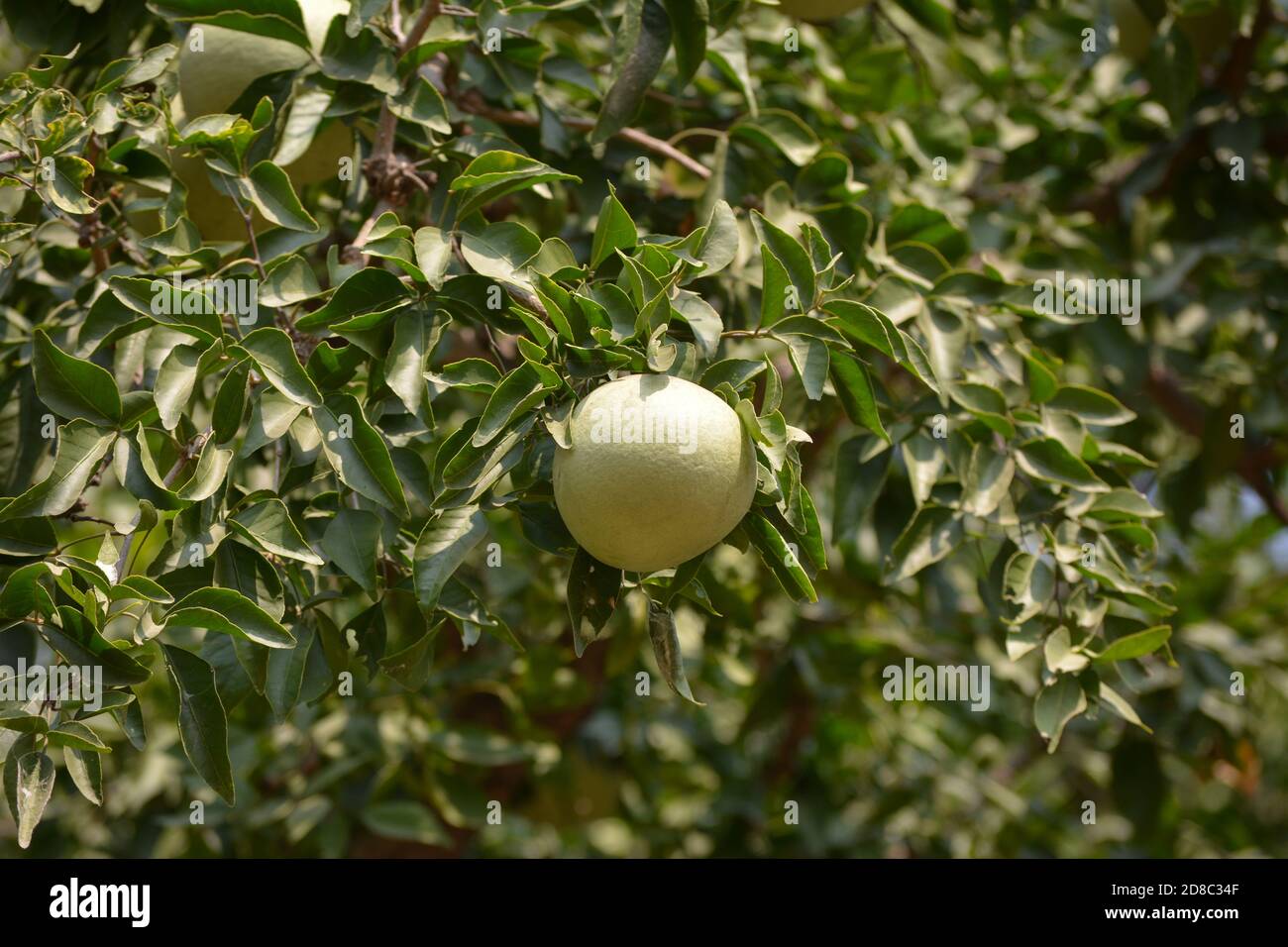 Aegle marmelos ou fruit indien de bael sur l'arbre Banque D'Images