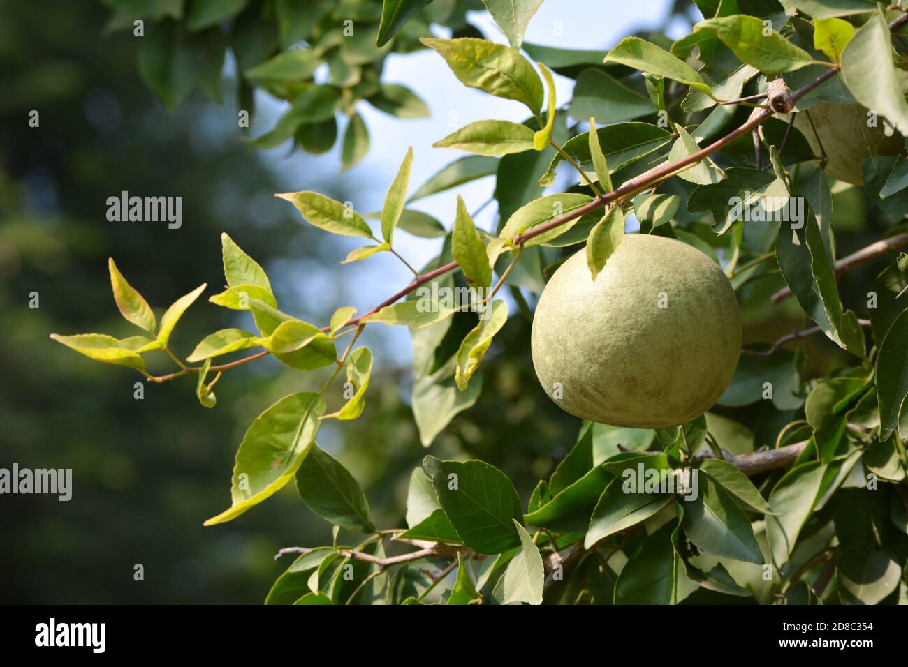 Aegle marmelos ou fruit indien de bael sur l'arbre Banque D'Images