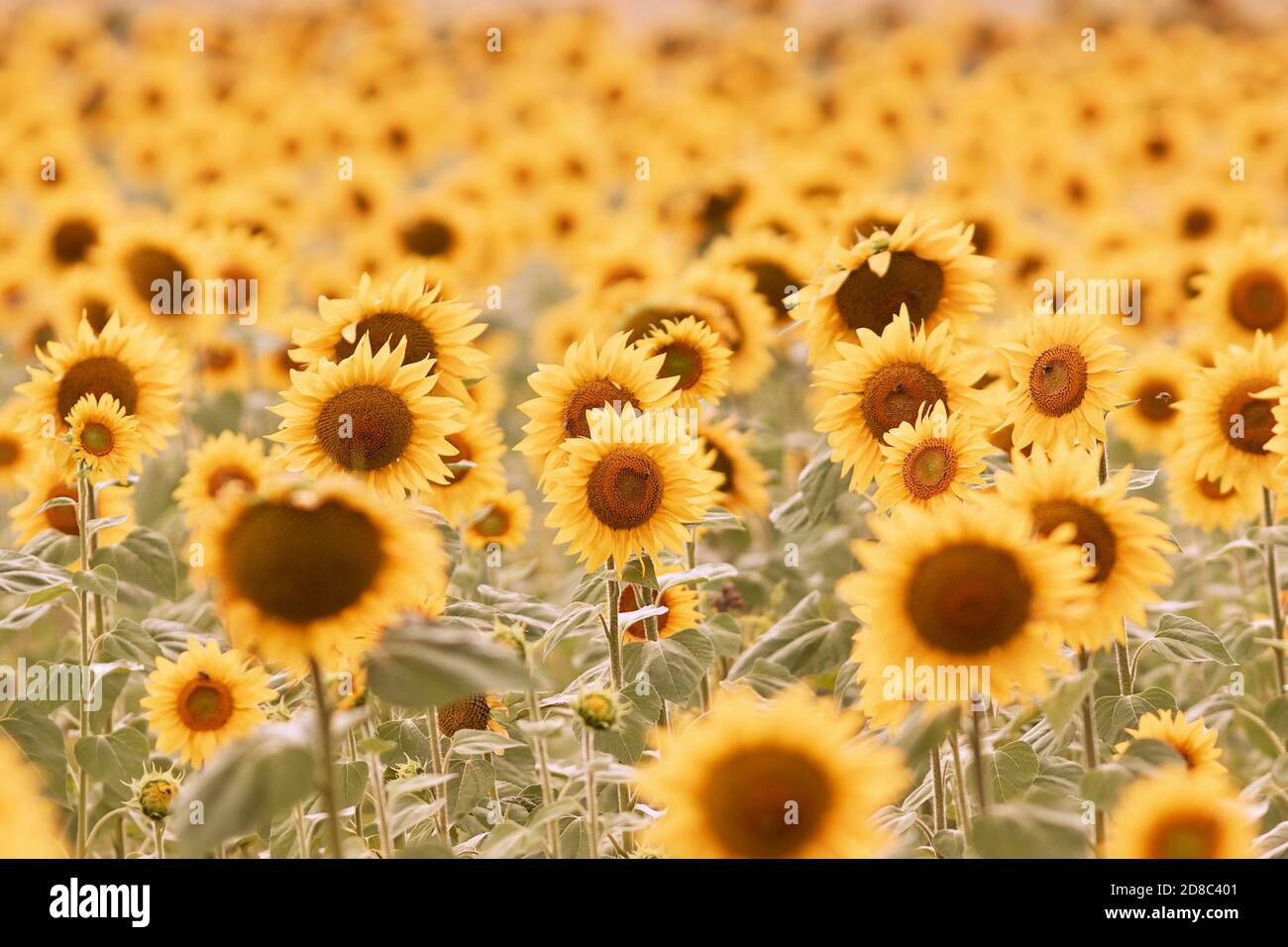 tournesol image texturale de fleurs mûres au début de l'automne Banque D'Images