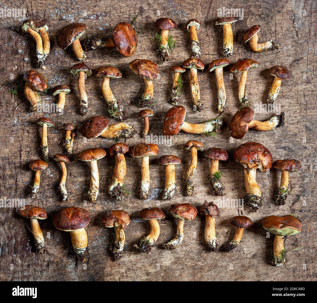 Composition d'automne avec des champignons boletus sur le vieux fond en bois Banque D'Images