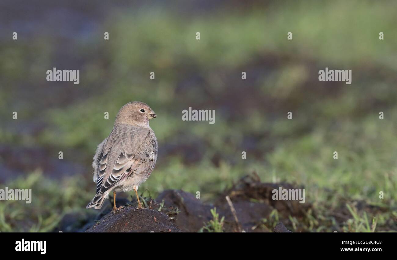 finch mongol, recherche de nourriture sur terre Banque D'Images