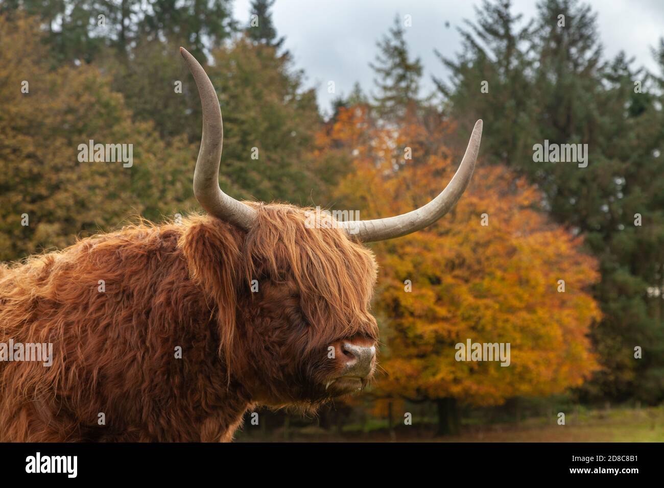 Portrait d'un Scottish Highland Cow debout dans un champ aux couleurs de l'automne. Banque D'Images
