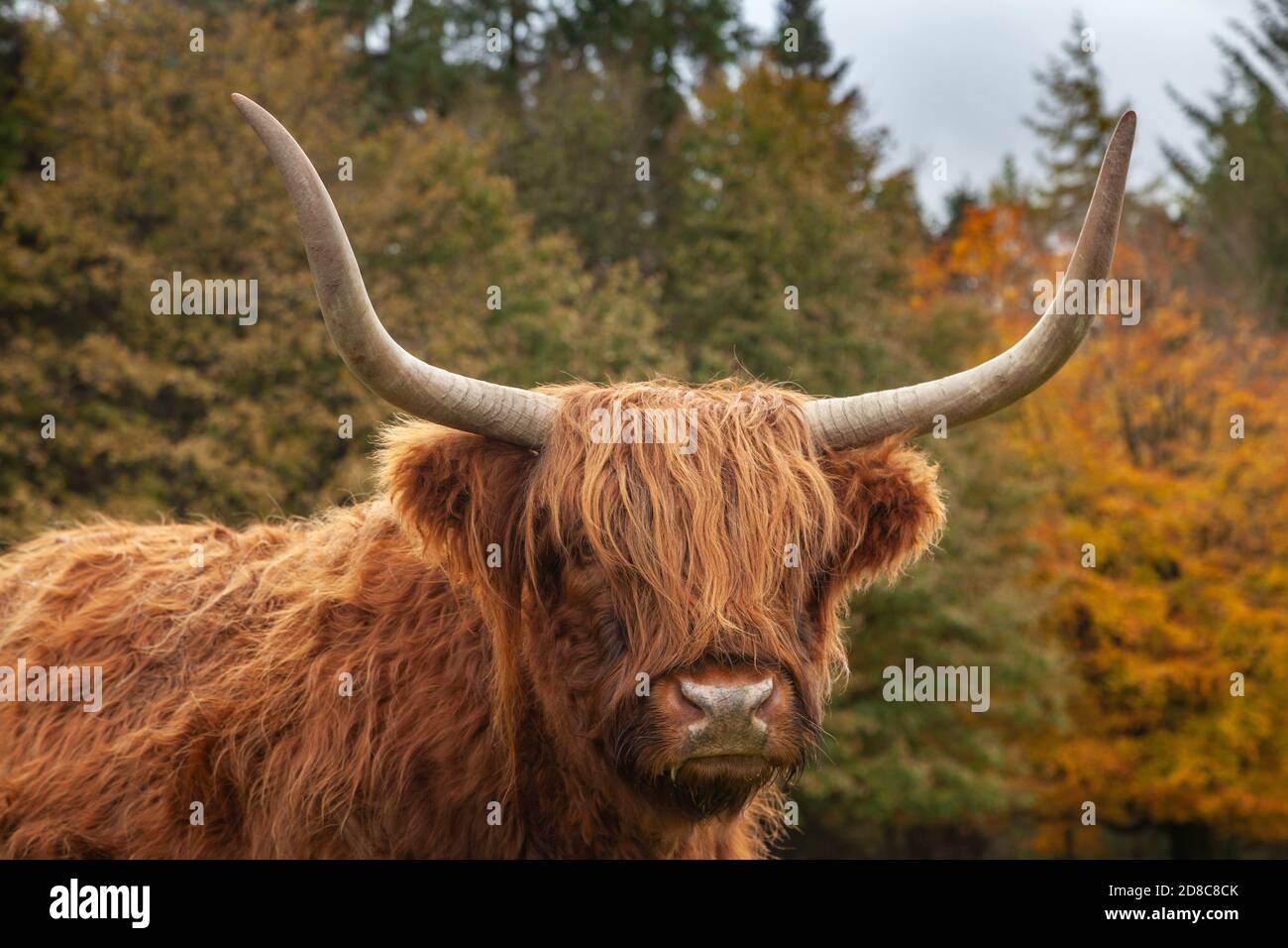 Portrait d'un Scottish Highland Cow debout dans un champ aux couleurs de l'automne. Banque D'Images