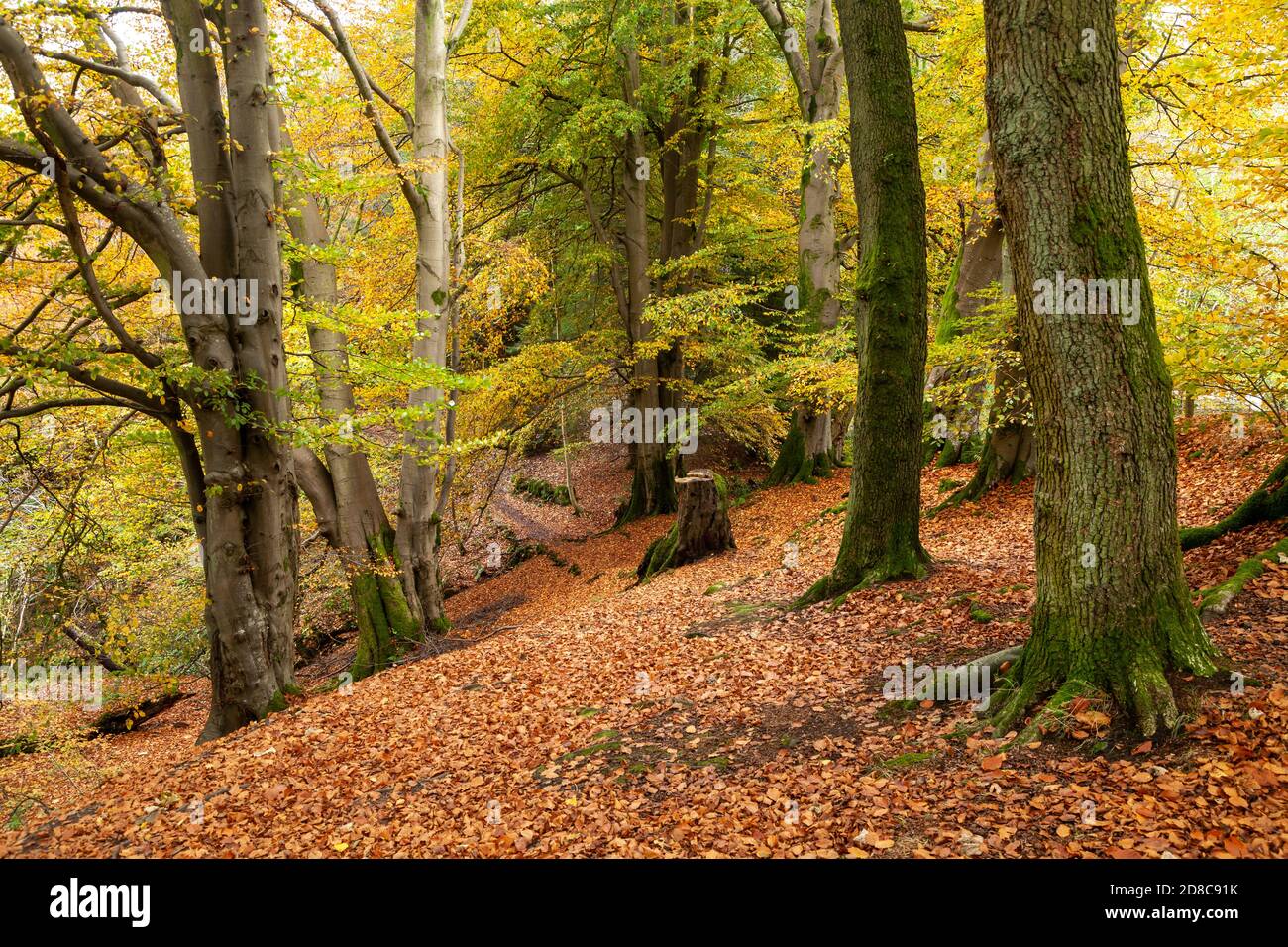 Forêt d'automne près de Rumbling Bridge Perth et Kinross, Écosse. Banque D'Images