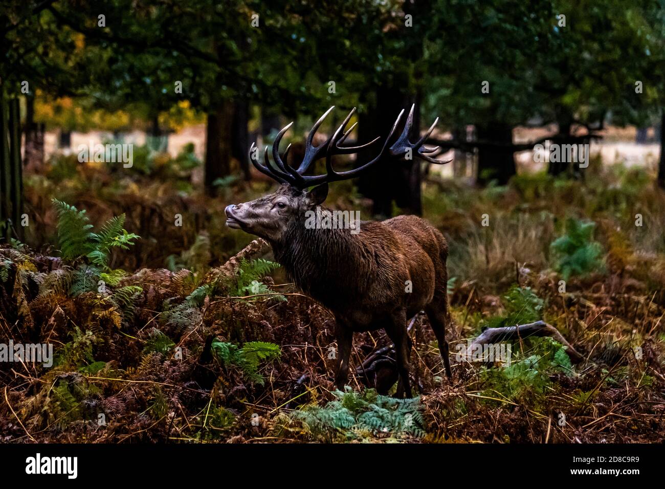 Stags et déers dans Richmond Park à Londres Banque D'Images