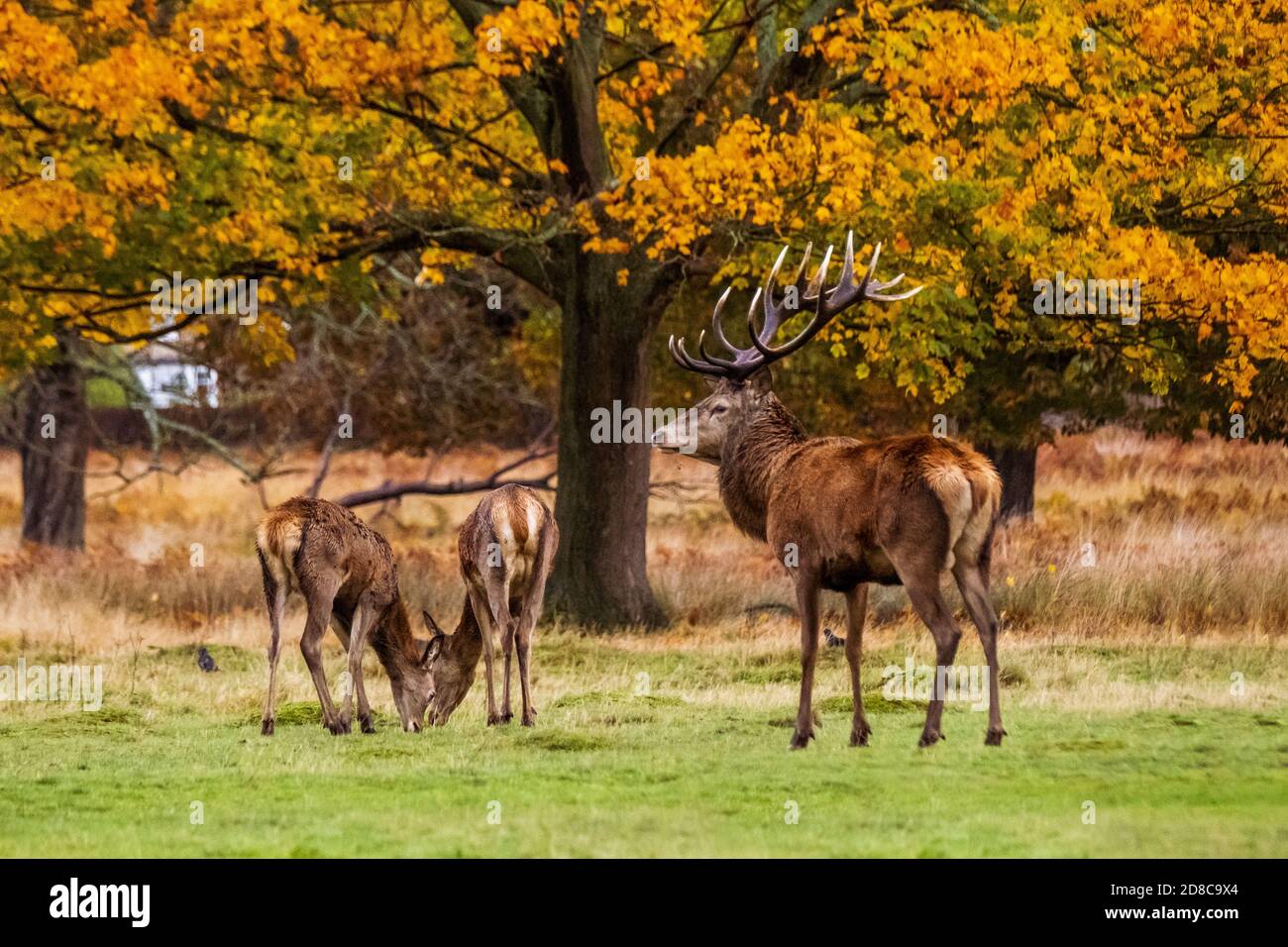 Stags et déers dans Richmond Park à Londres Banque D'Images