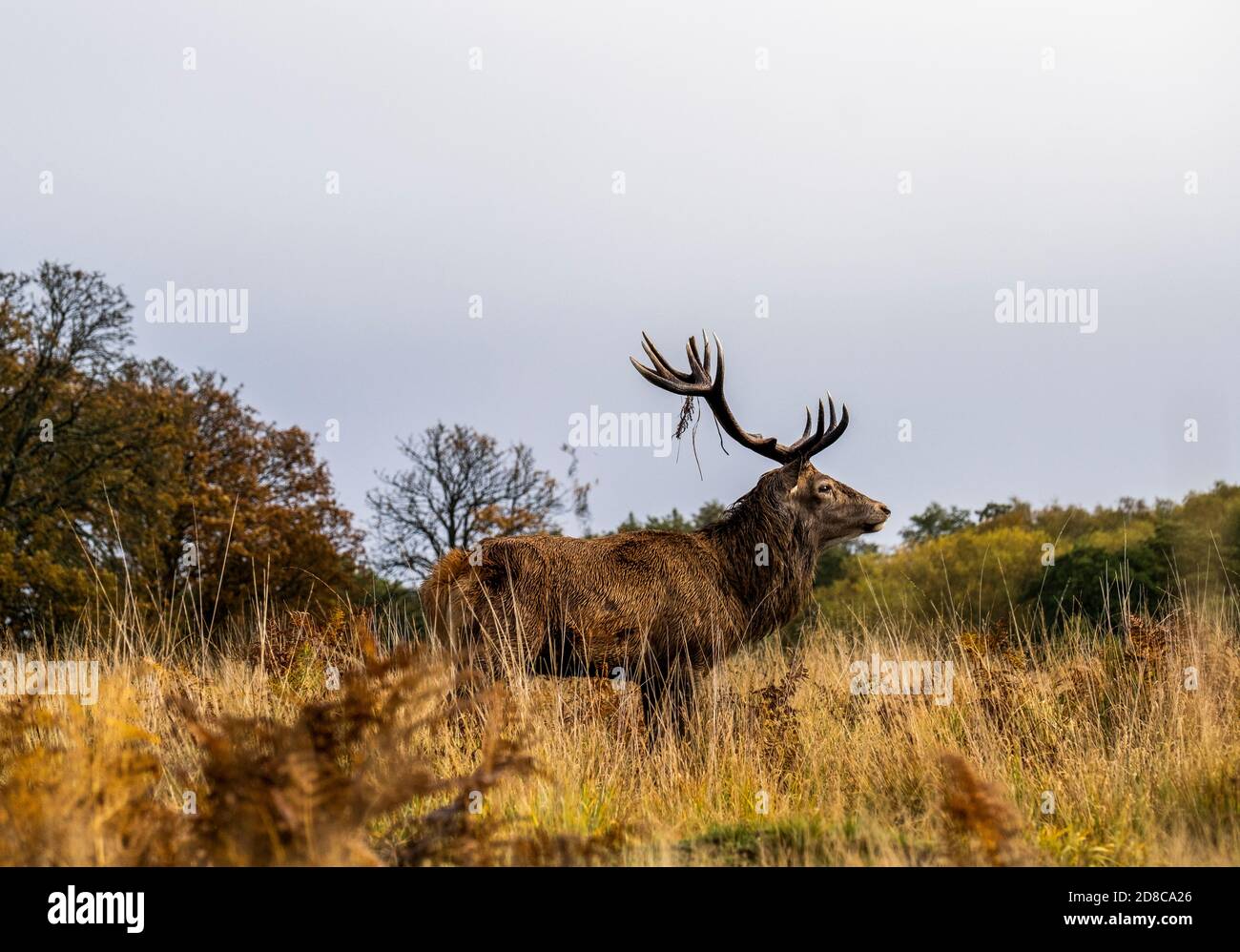 Portrait d'un cerf dans le parc Richmond Banque D'Images