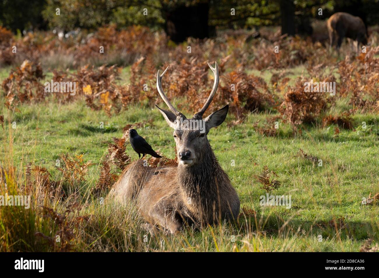 Portrait d'un cerf dans le parc Richmond Banque D'Images